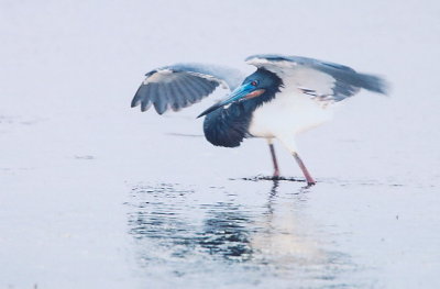 Tri Colored Heron 411.11.jpg