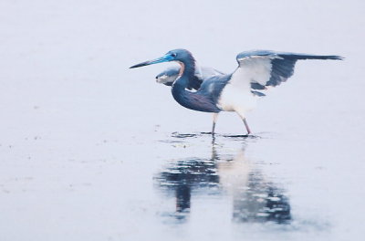 Tri Colored Heron 411.15.jpg