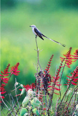 Scissor Tailed Flycatcher IMG005.JPG