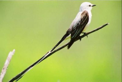 Scissor Tailed Flycatcher Img019.jpg