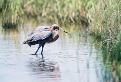 Reddish Egret img02.jpg