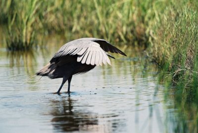 Reddish Egret img03.jpg