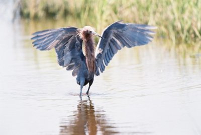 Reddish Egret img04.jpg