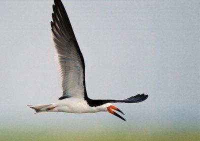 Black Skimmer img13.jpg