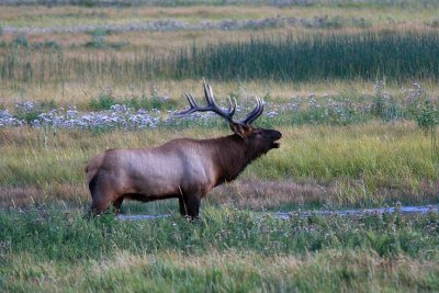 elk