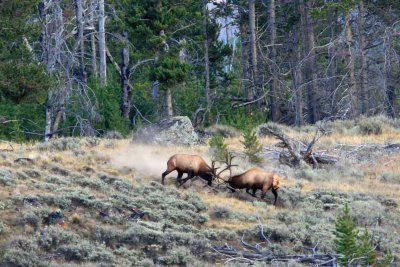elk_fight