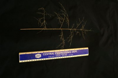 Grass Storm 7, the culprit.jpg