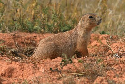 Prairie Dog.jpg
