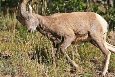 Mountain Goat.jpg