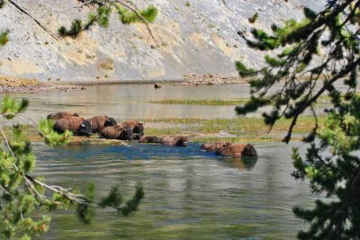 yellowstone