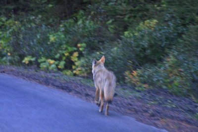 Wolf (from car while driving).jpg