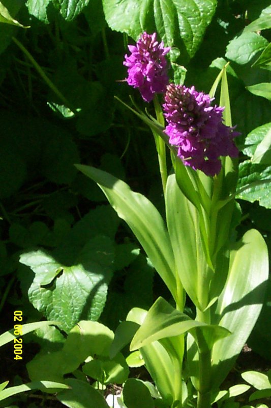 Dactylorhiza foliosa