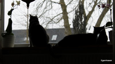 Molly & Mulle in the window