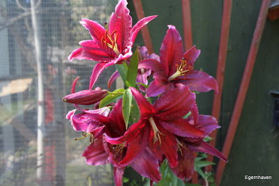 Lilium Sumatra