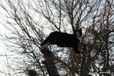 Felix in the apple tree