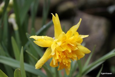 Narsissus Rip van Winkle