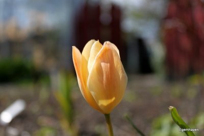 Tulipa batalini Apricot Jewel