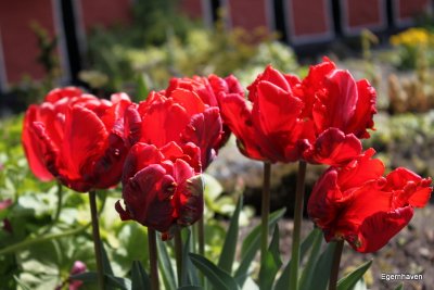 Tulipa Rococo