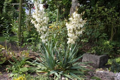 Yucca filamentosa