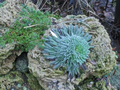 longifolia