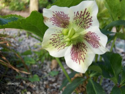 Helleborus