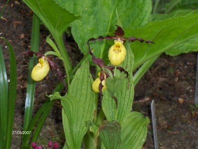 Cypripedium parviflorum