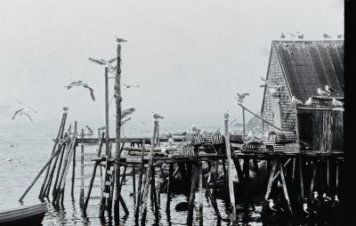 birds fog warf
