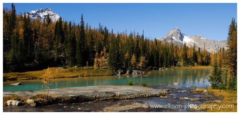 Autumn at Lake OHara - Opabin Plateau