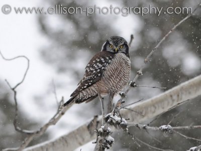 Northern Hawk Owl