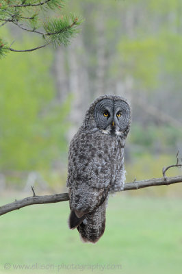 Great Gray Owl