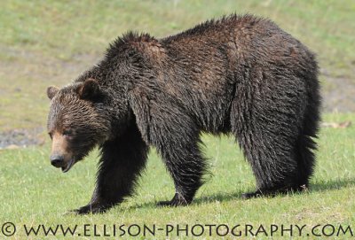 Kananaskis Grizzly