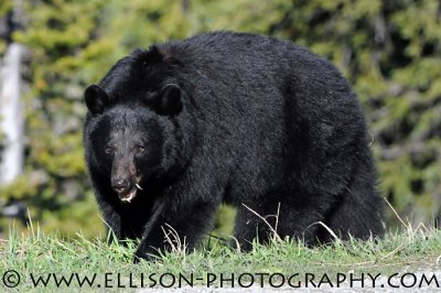 Black Bear