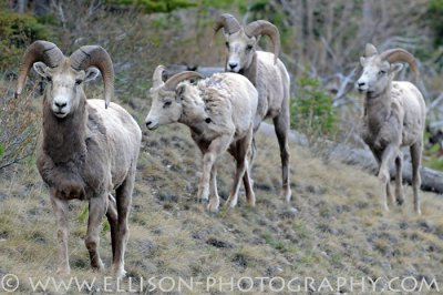 Rocky Mountain Sheep