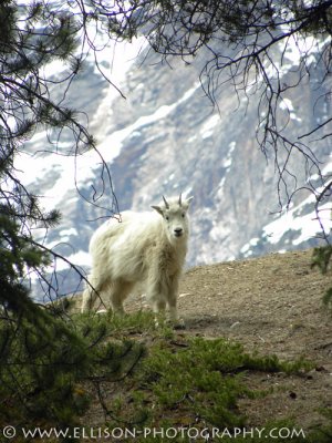 Mountain Goat kid at Mt Kerkeslin