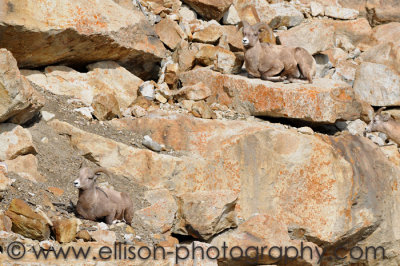 Bighorn Sheep