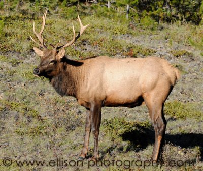 Bull Elk