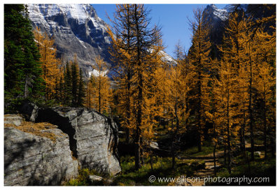 Autumn at Lake O'Hara - Opabin Plateau