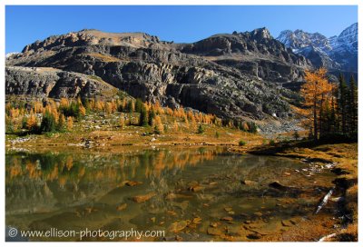 Autumn at Lake O'Hara - Opabin Plateau