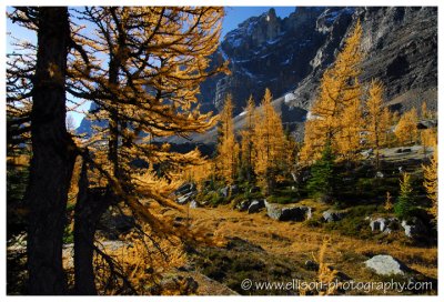 Autumn at Lake O'Hara - Opabin Plateau