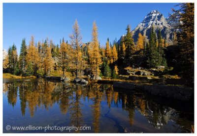 Autumn at Lake O'Hara - Mount Huber from Opabin Plateau