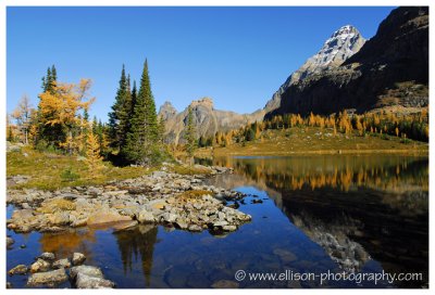 Autumn at Lake O'Hara - Mount Huber