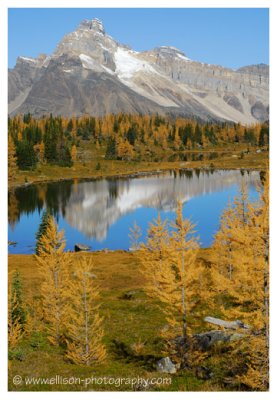 Autumn at Lake O'Hara - Hungabee Lake