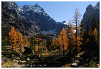 Autumn at Lake O'Hara - Opabin Plateau