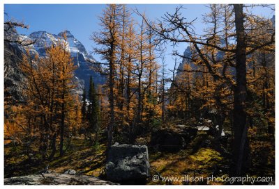 Autumn at Lake O'Hara - Opabin Plateau