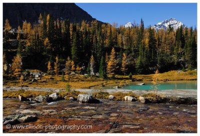 Autumn at Lake O'Hara - Opabin Plateau