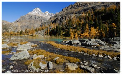 Autumn at Lake O'Hara - Opabin Plateau