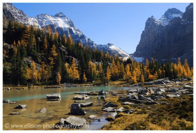 Autumn at Lake OHara - Opabin Plateau