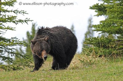 Kananaskis Grizzly