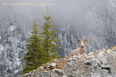 Rocky Mountain Sheep (ram)