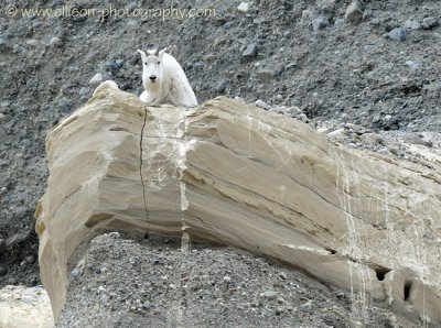 Mountain Goat